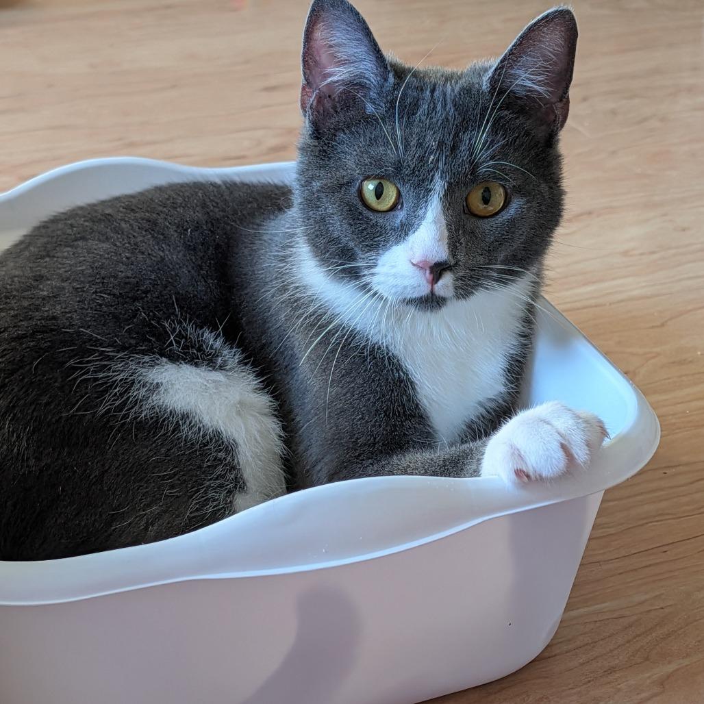 Enlarge Diego Deer 55865, a Adoptable Domestic Short Hair in Lansing, MI image 3/6