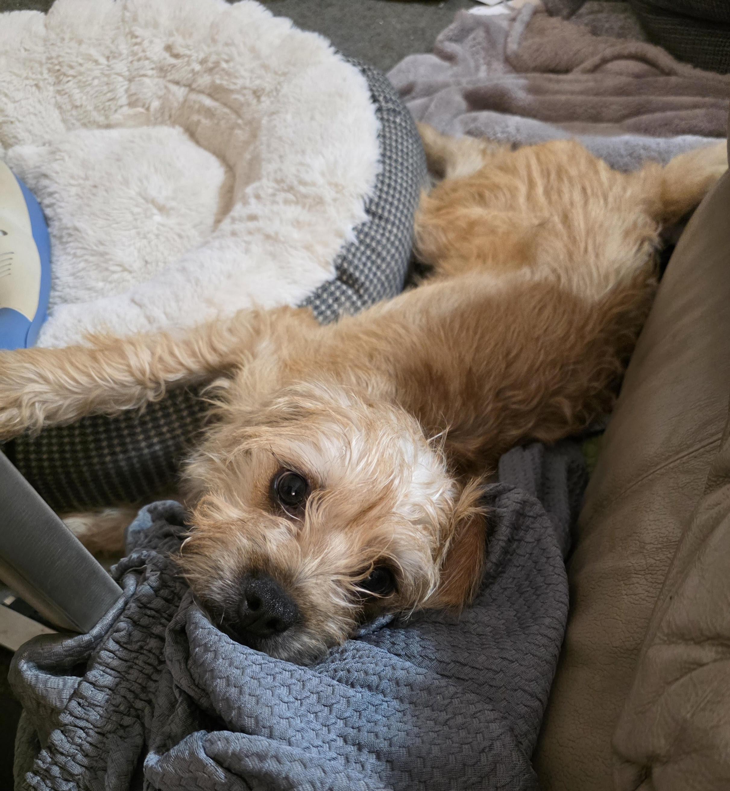 Theo, a Adoptable mixed breed in Los Angeles, CA image 2/6