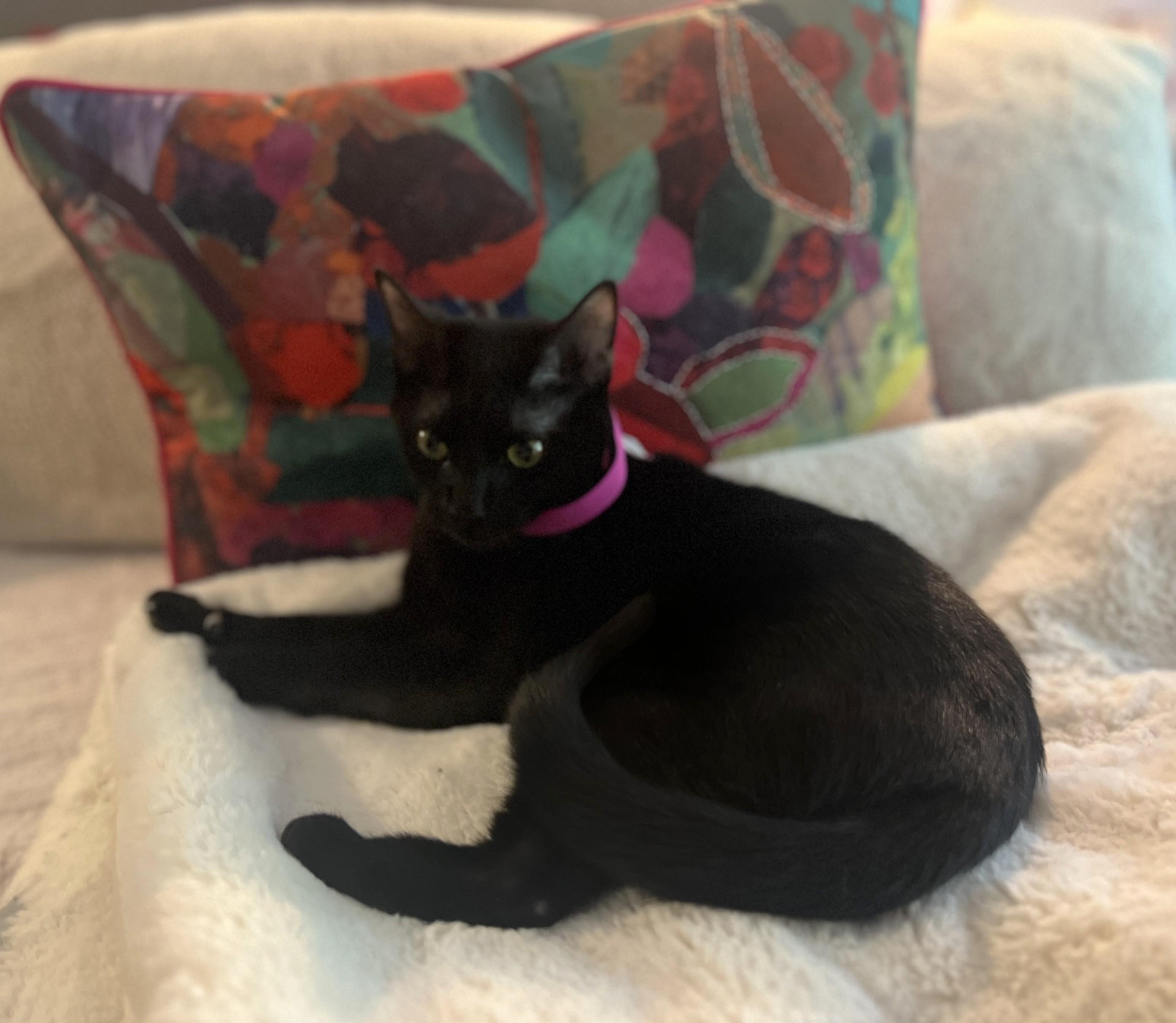 Enlarge Akasha, a Adopted American Shorthair in Hot Springs, AR image 5/6