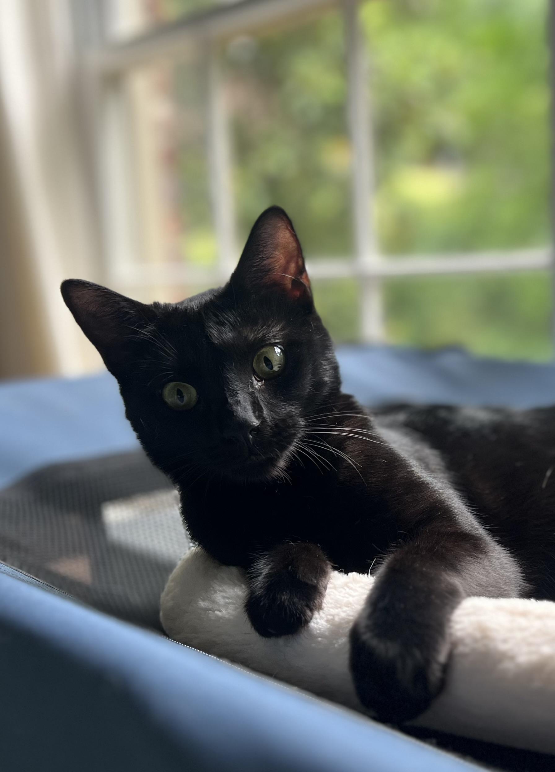 Akasha, Adopted, Young Female American Shorthair.