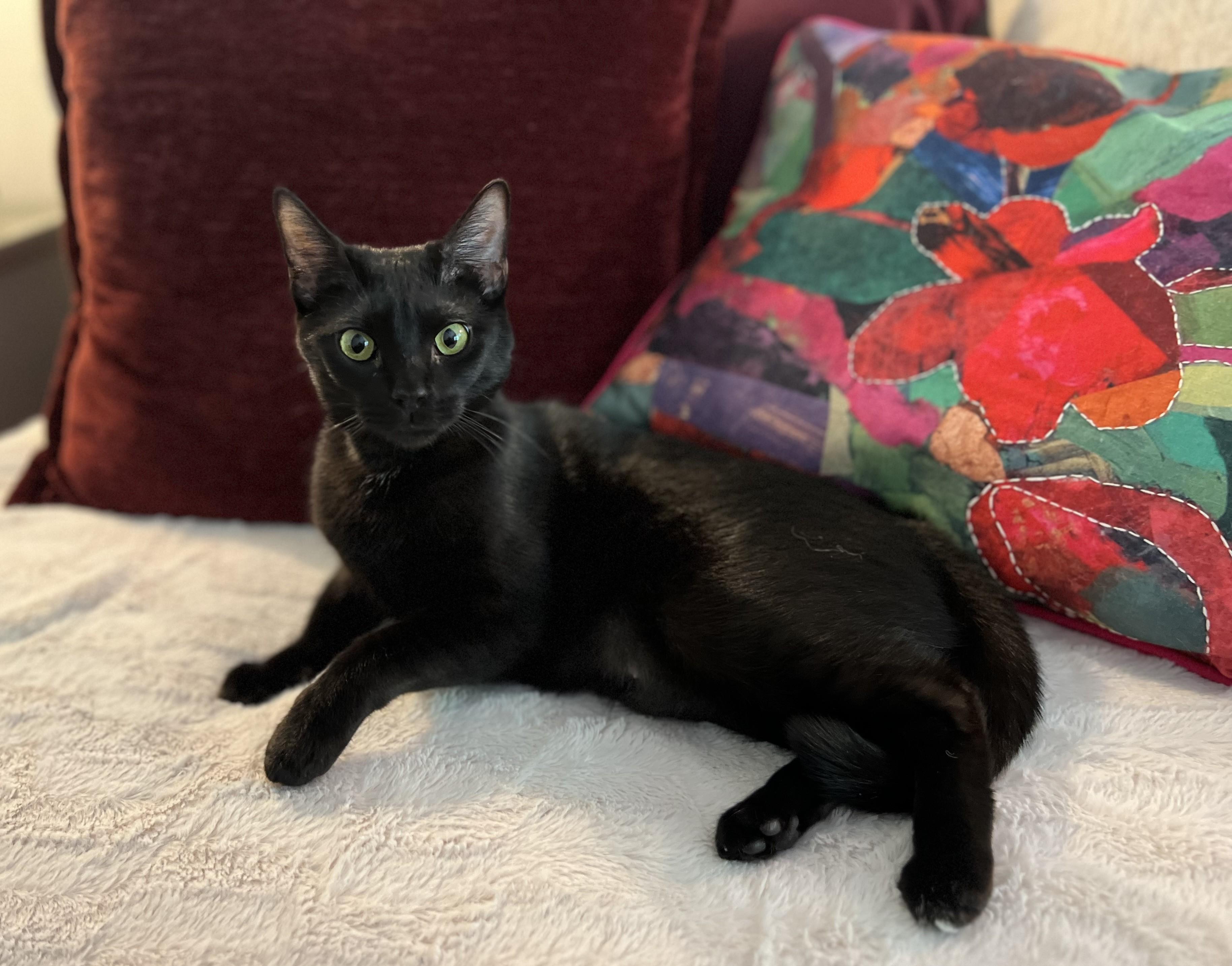 Enlarge Akasha, a Adopted American Shorthair in Hot Springs, AR image 2/6