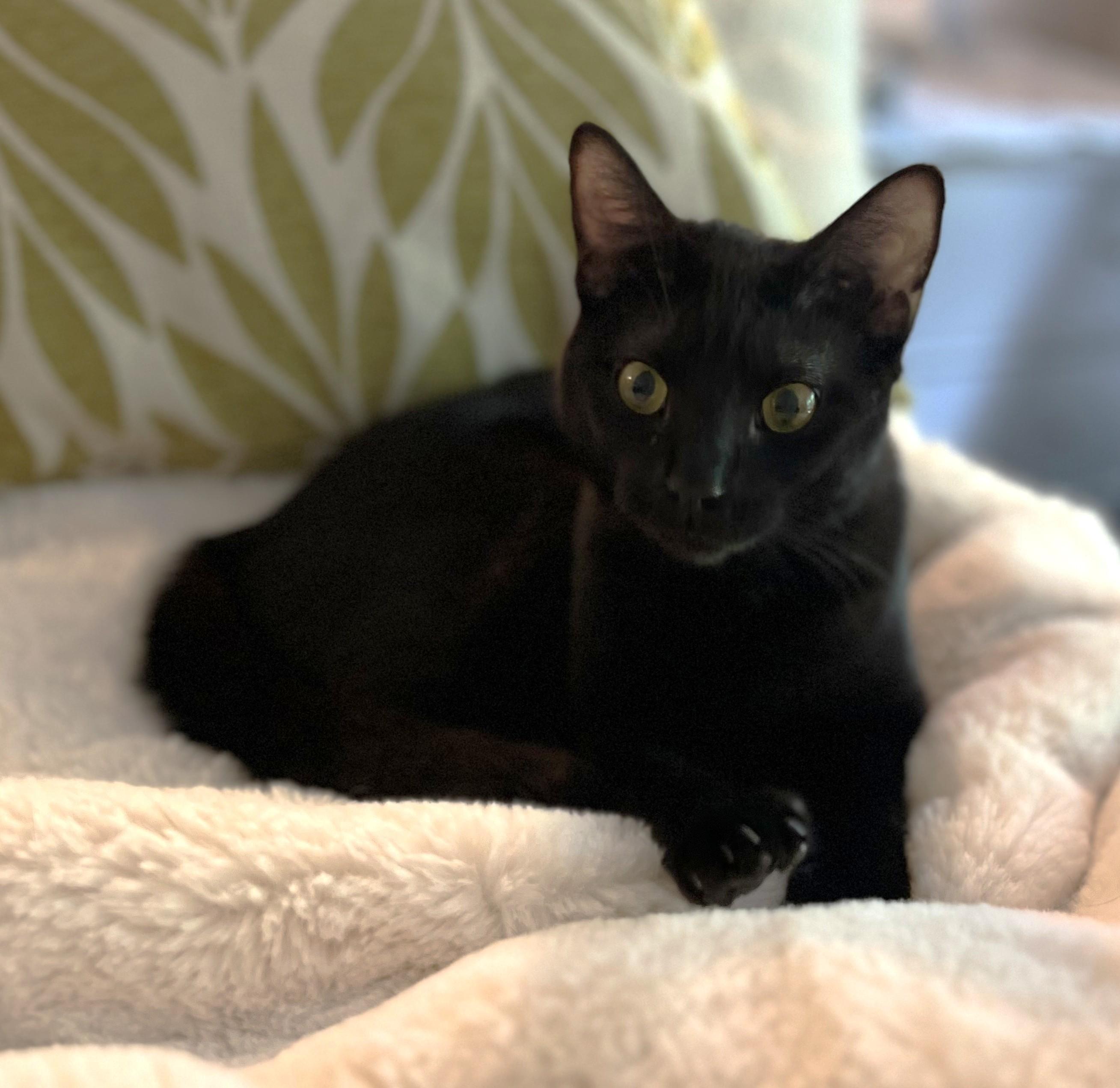 Enlarge Akasha, a Adopted American Shorthair in Hot Springs, AR image 3/6