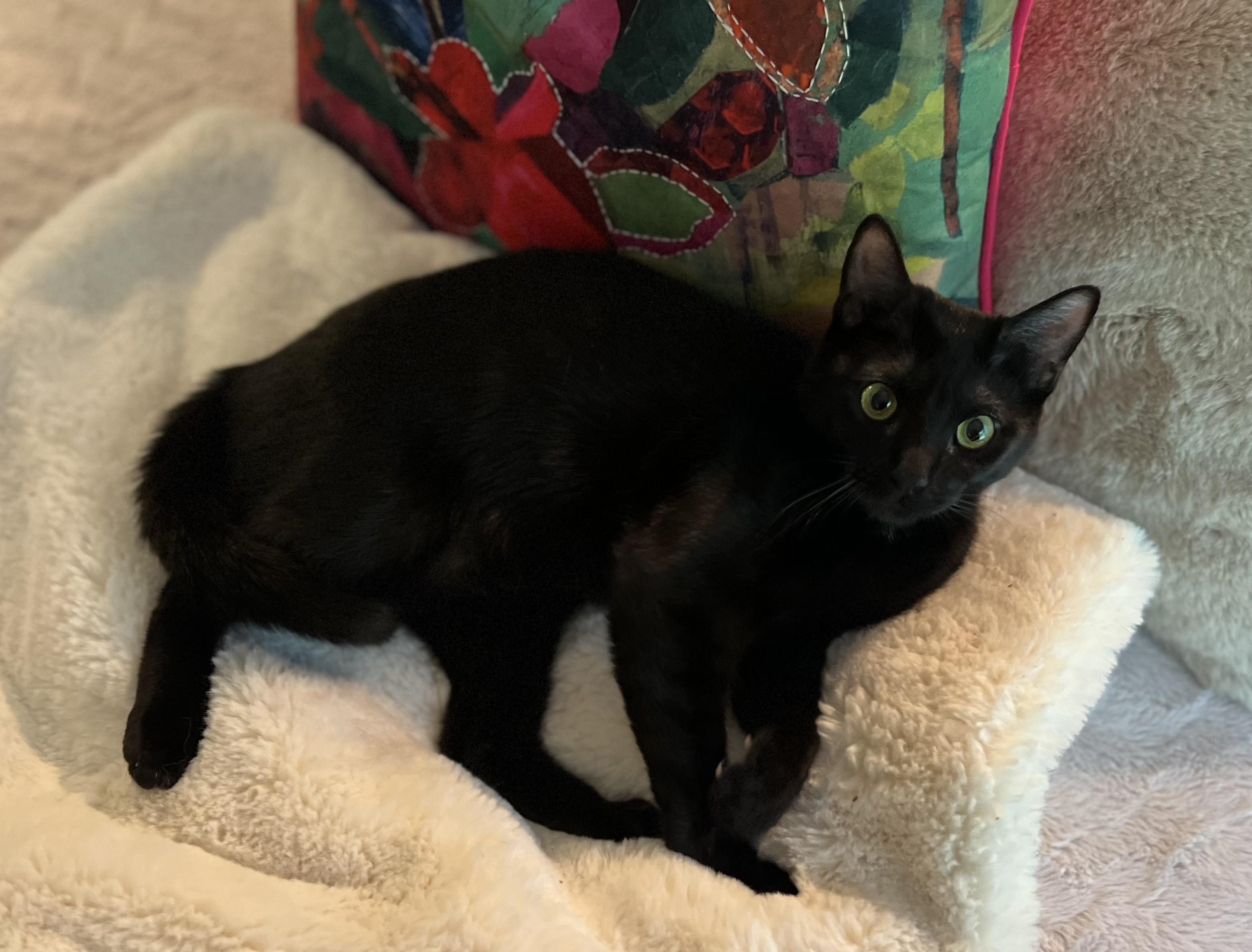Enlarge Akasha, a Adopted American Shorthair in Hot Springs, AR image 4/6