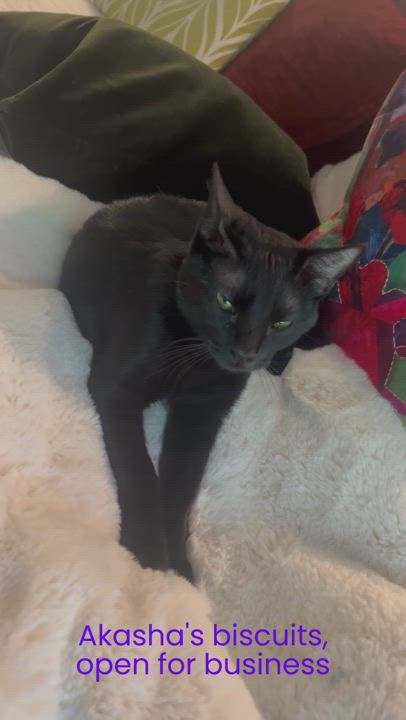 Enlarge Akasha, a Adopted American Shorthair in Hot Springs, AR video 6/6