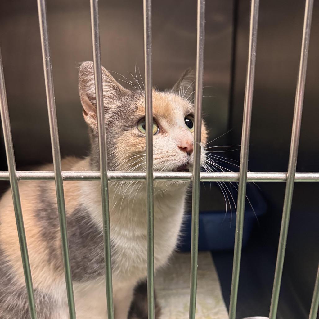 Enlarge Radium, a Adoptable Domestic Short Hair in South Haven, MI image 1/2