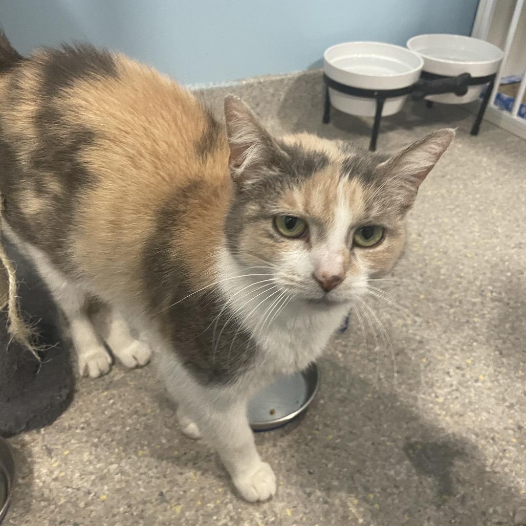 Enlarge Radium, a Adoptable Domestic Short Hair in South Haven, MI image 2/2