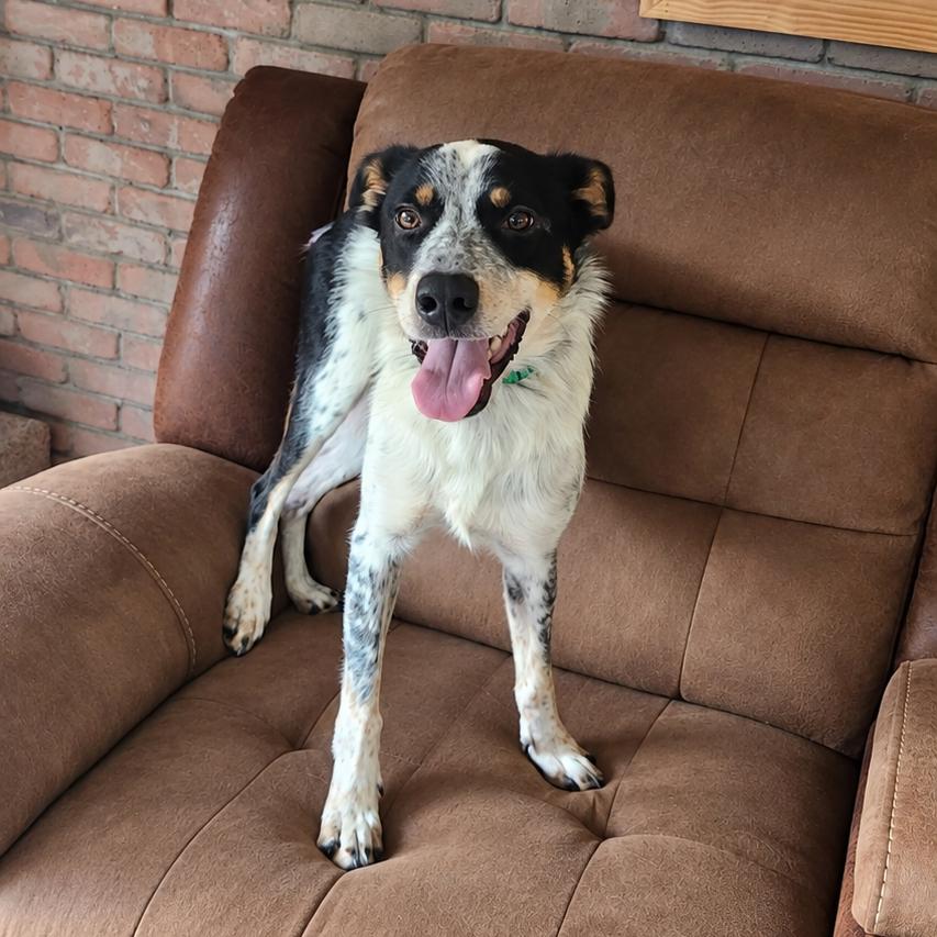 Goose, Adoptable, Young Male Border Collie & Australian Cattle Dog / Blue Heeler.