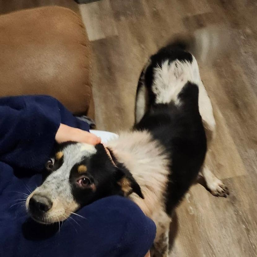 Enlarge Goose, a Adoptable mixed breed in Gordonsville, TN image 2/4