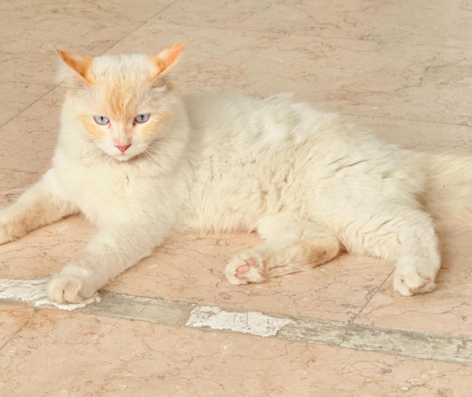 Romeo!  The KING of SWEET is here!  Ragdoll THERAPY CAT - VIDEO!!
