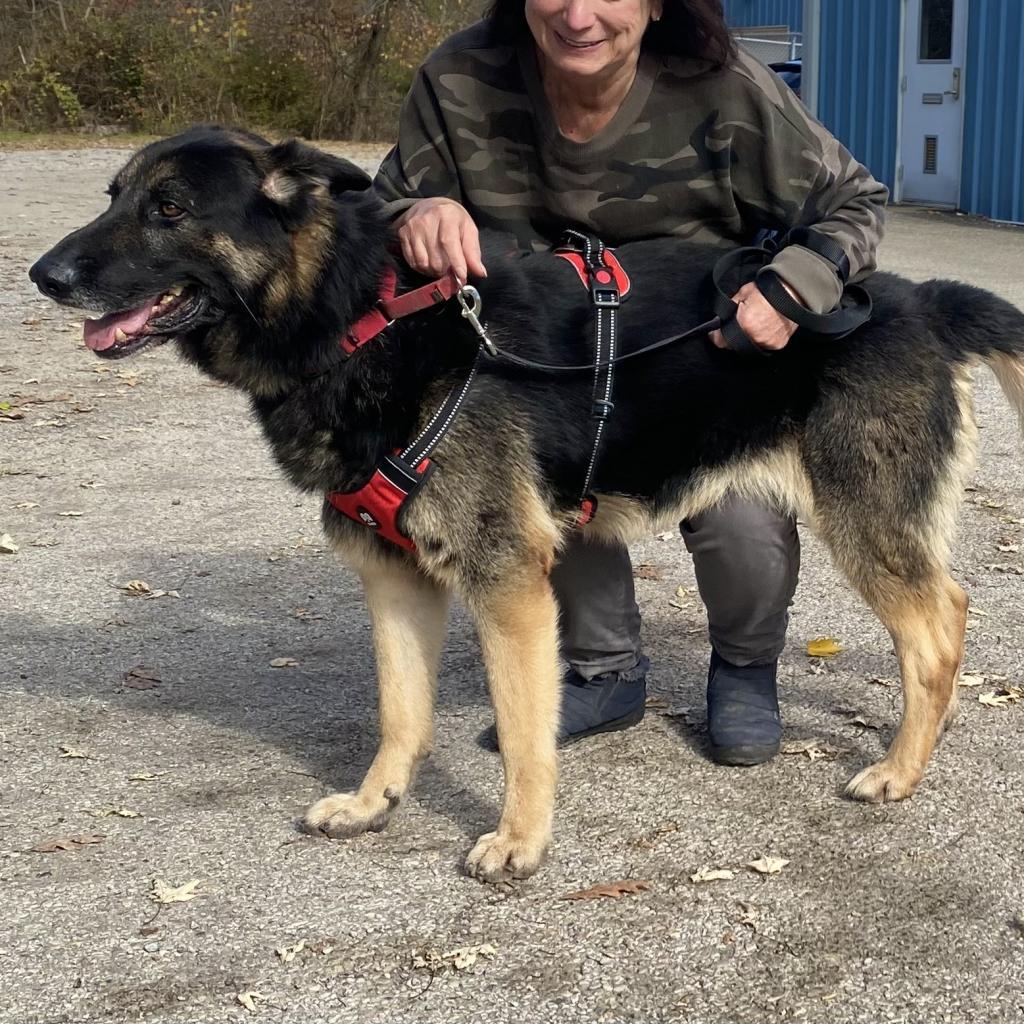 Lazerath, Adoptable, Adult Male German Shepherd Dog.