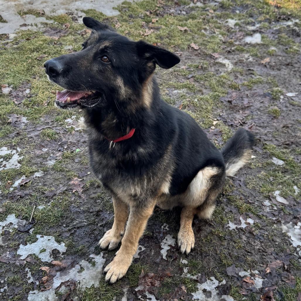 Lazerath, Adoptable, Adult Male German Shepherd Dog.