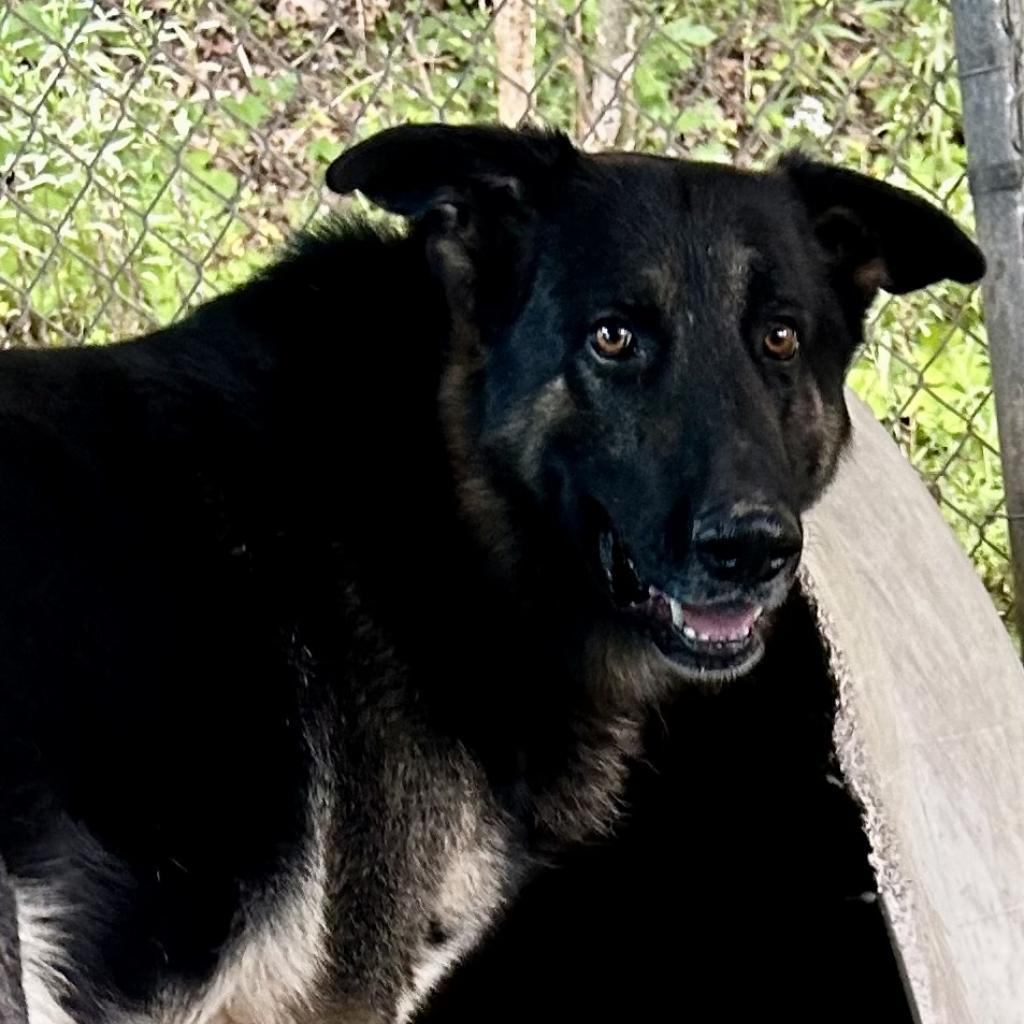 Lazerath, a Adoptable German Shepherd Dog in Kittanning, PA image 2/6