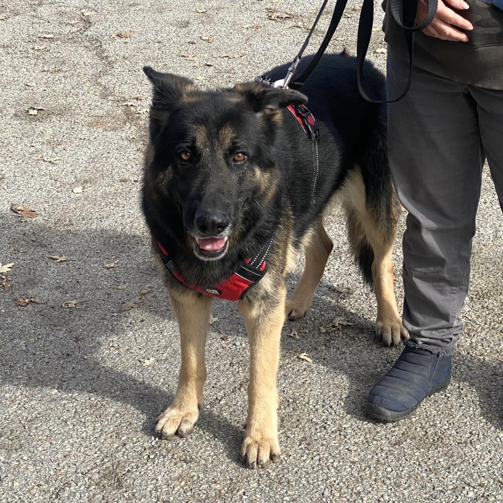 Lazerath, a Adoptable German Shepherd Dog in Kittanning, PA image 3/6