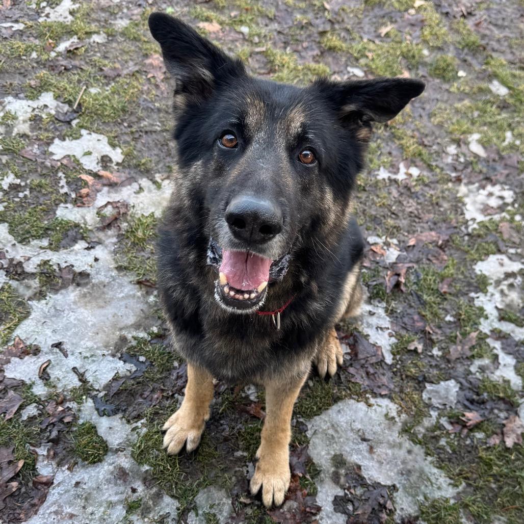 Enlarge Lazerath, a Adoptable German Shepherd Dog in Kittanning, PA image 2/4