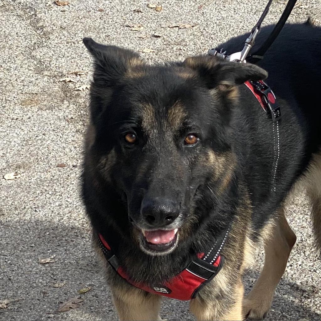 Lazerath, a Adoptable German Shepherd Dog in Kittanning, PA image 4/6