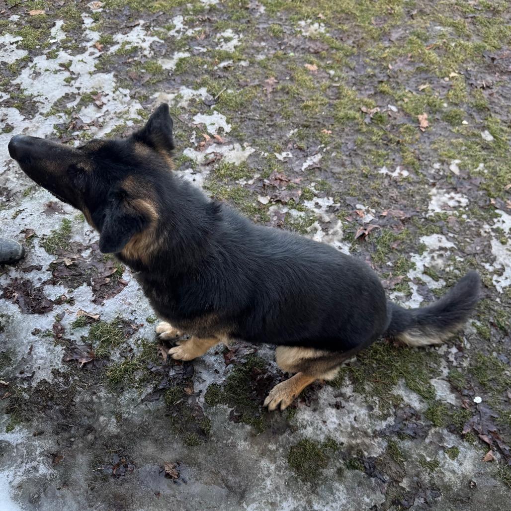 Enlarge Lazerath, a Adoptable German Shepherd Dog in Kittanning, PA image 3/4