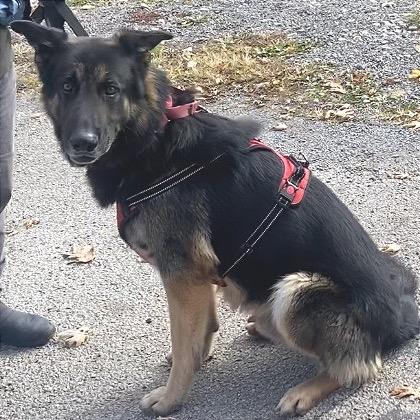 Enlarge Lazerath, a Adoptable German Shepherd Dog in Kittanning, PA image 3/4