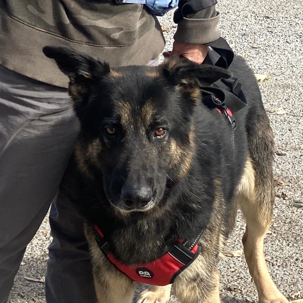 Lazerath, a Adoptable German Shepherd Dog in Kittanning, PA image 5/6