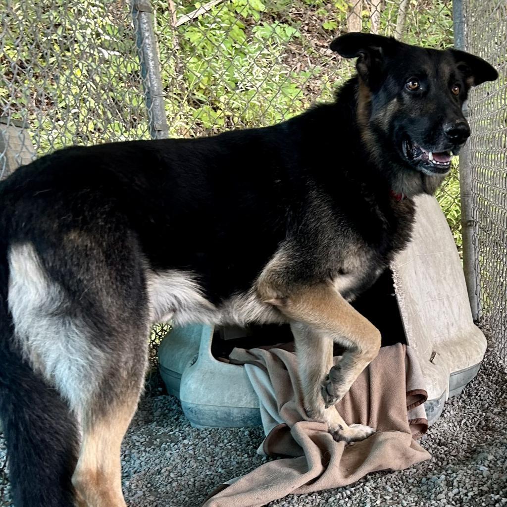 Lazerath, a Adoptable German Shepherd Dog in Kittanning, PA image 6/6
