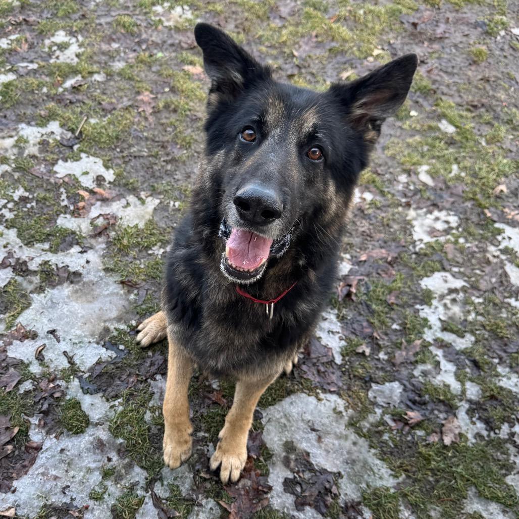 Enlarge Lazerath, a Adoptable German Shepherd Dog in Kittanning, PA image 4/4