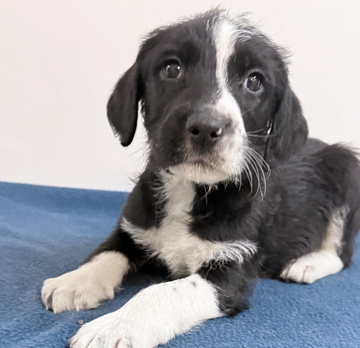 Aiden, Adoptable, Puppy Male Poodle & Border Collie.