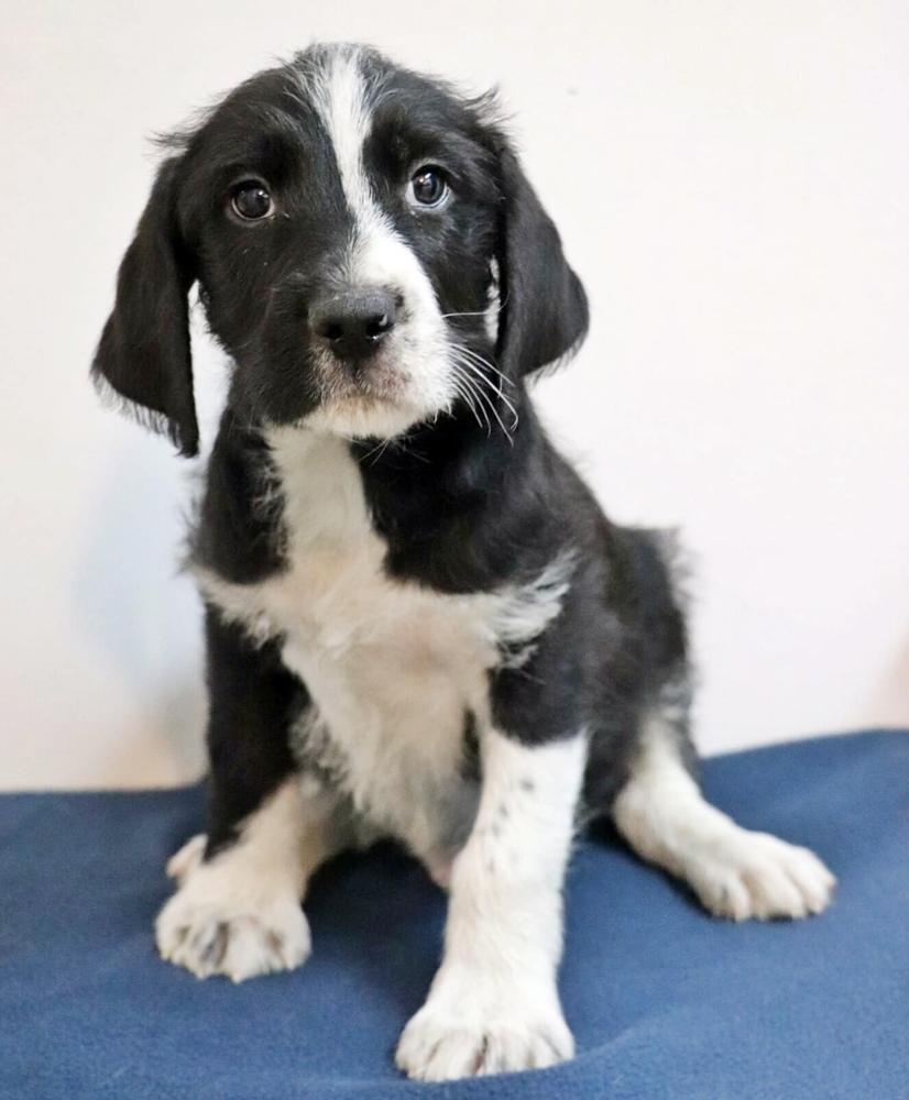 Aiden, a Adoptable mixed breed in Minneapolis, MN image 2/2