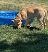 Carnation, an adoptable Mixed Breed in Hamilton, MT, 59840 | Photo Image 2