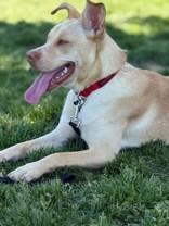 Carnation, Adult Female Mixed Breed