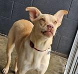 Carnation, an adoptable Mixed Breed in Hamilton, MT, 59840 | Photo Image 3