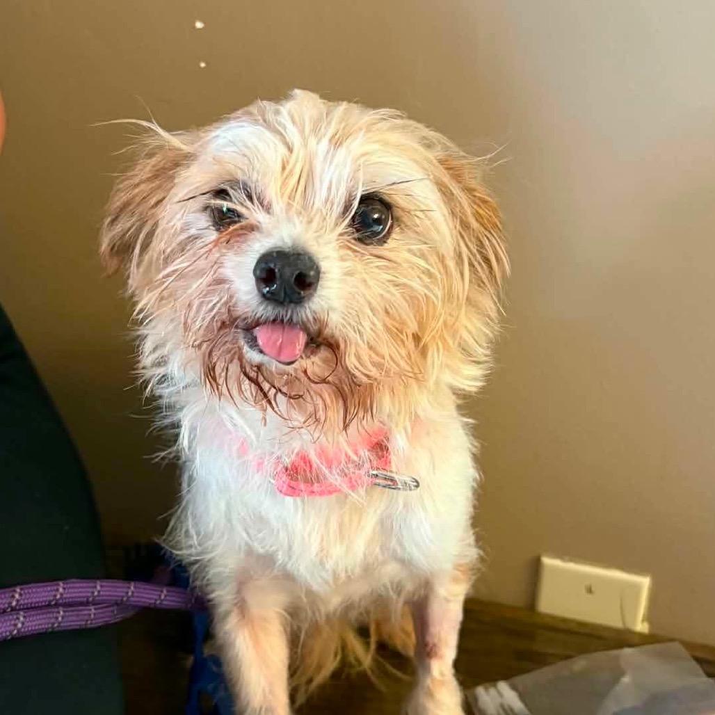 Buddy Jr., a Adoptable mixed breed in Pearland, TX image 1/6