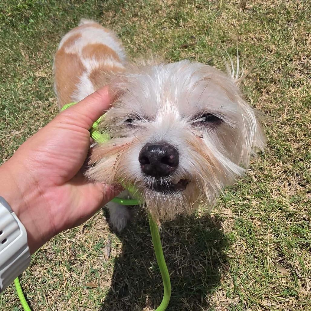 Buddy Jr., a Adoptable mixed breed in Pearland, TX image 2/6