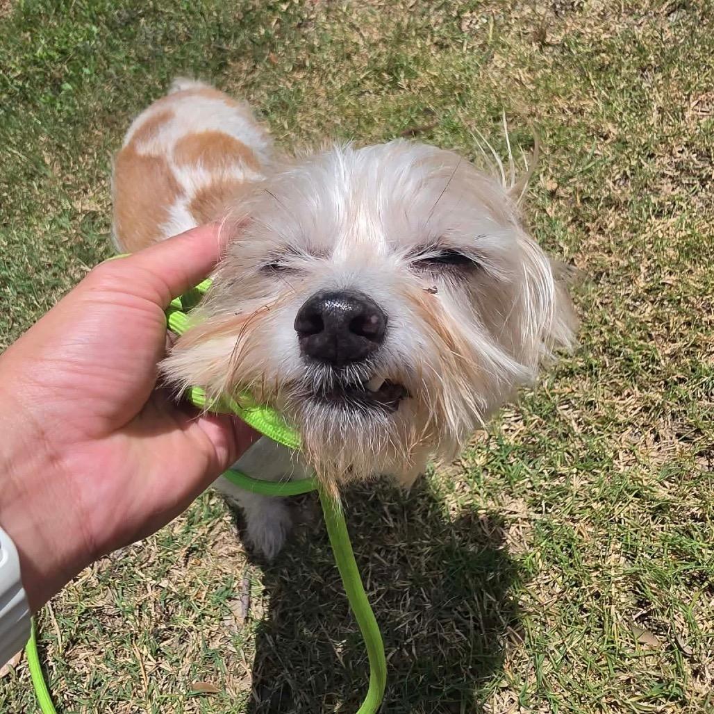 Buddy Jr., a Adoptable mixed breed in Pearland, TX image 3/6