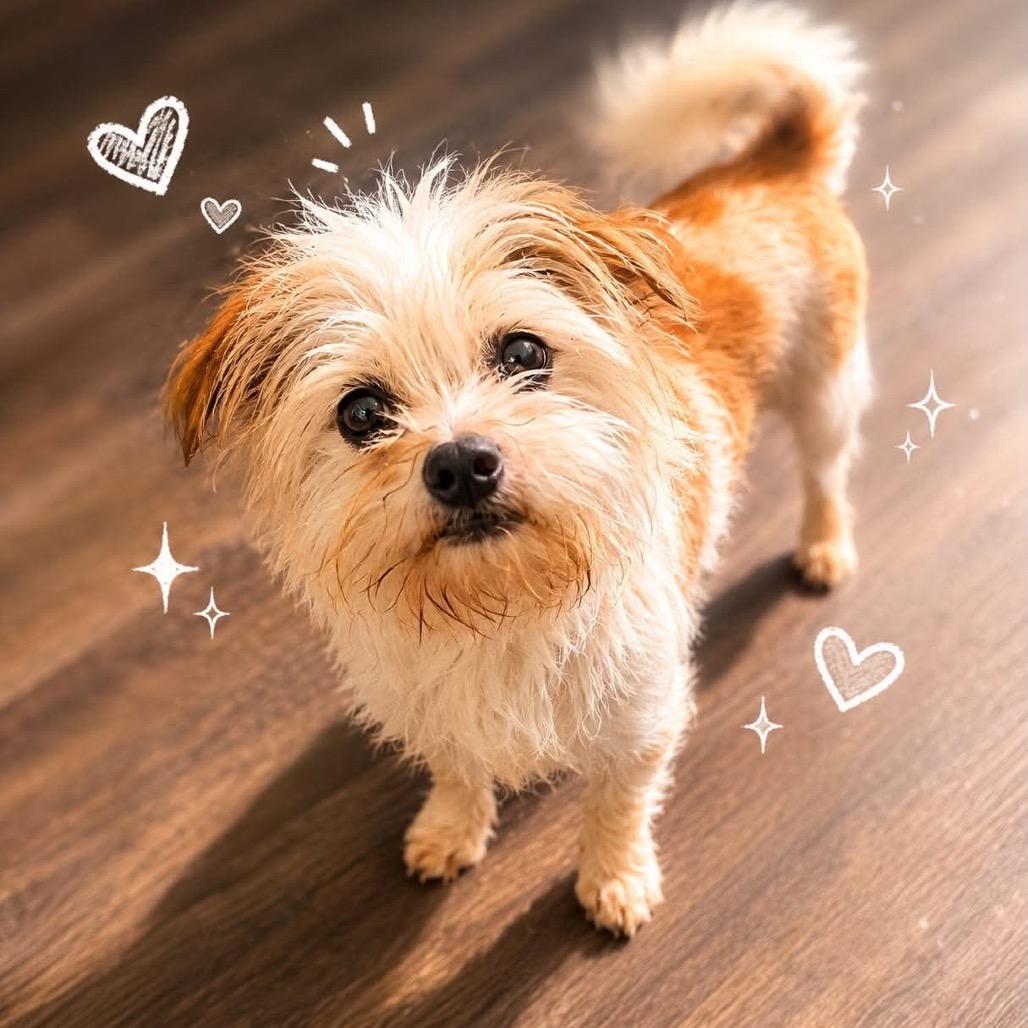 Buddy Jr., a Adoptable mixed breed in Pearland, TX image 4/6