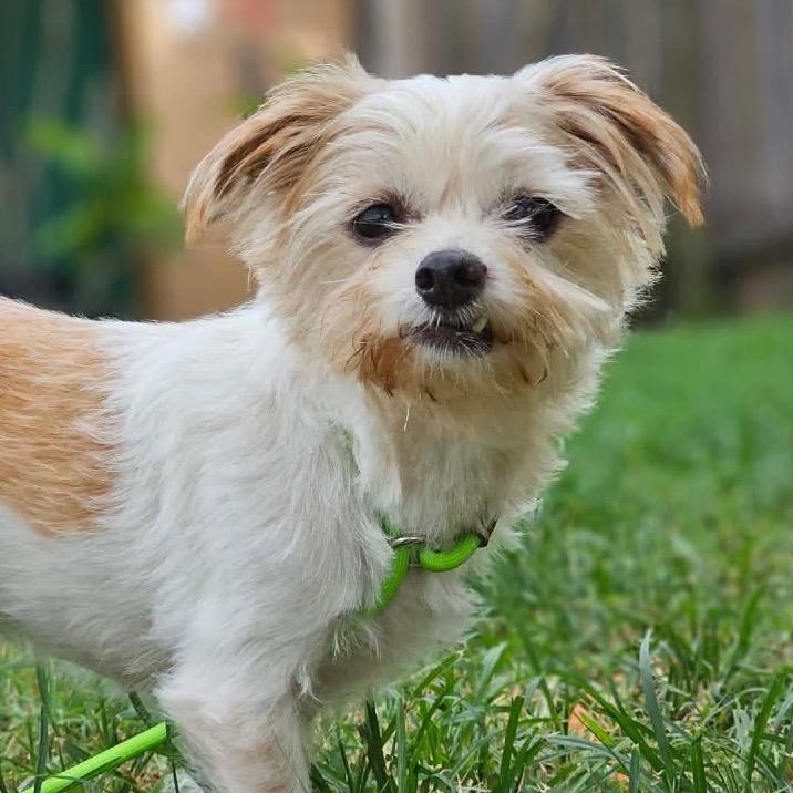 Buddy Jr., a Adoptable mixed breed in Pearland, TX image 5/6