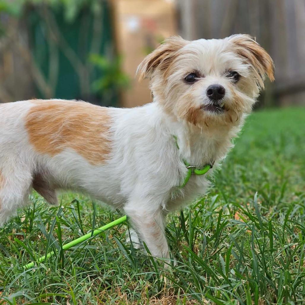 Buddy Jr., a Adoptable mixed breed in Pearland, TX image 6/6