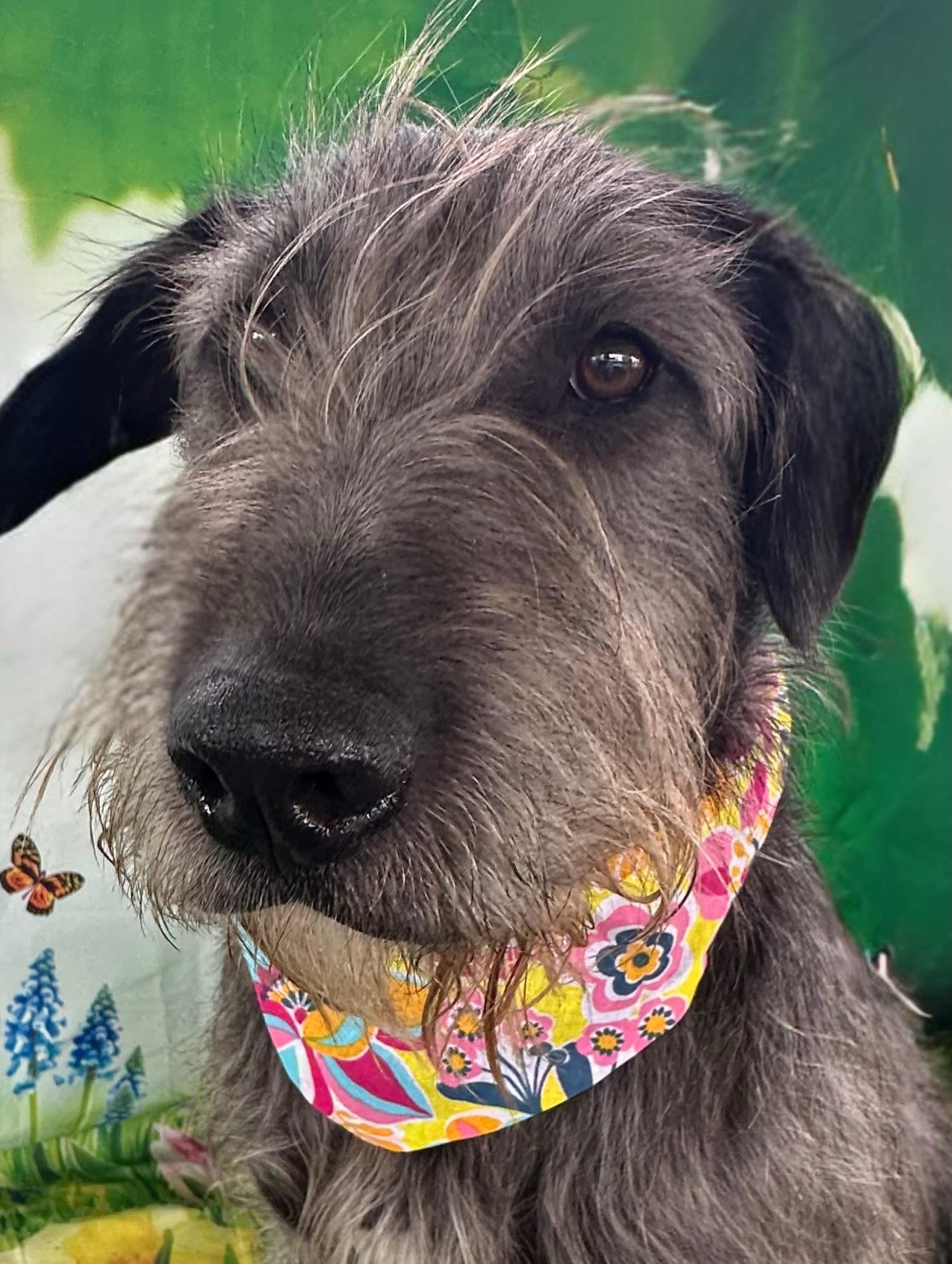 Linda, a Adoptable mixed breed in El Paso, TX image 5/6