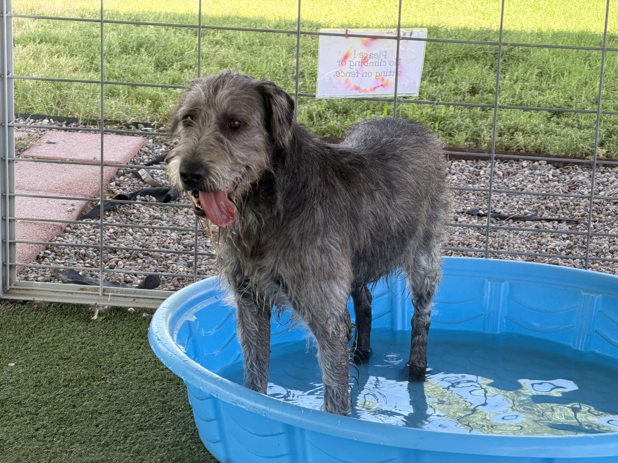 Enlarge Linda, a Adoptable mixed breed in El Paso, TX image 4/6