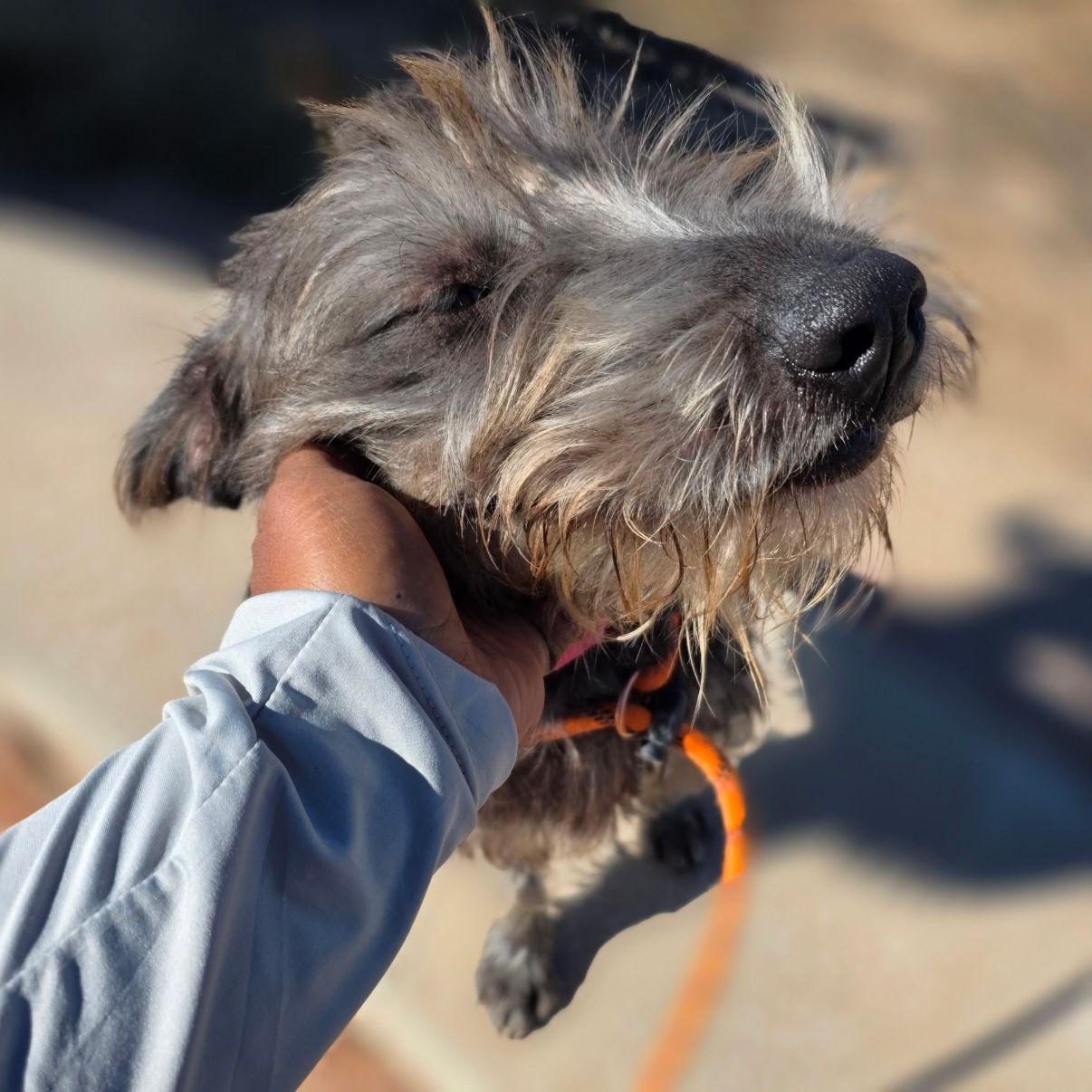 Linda, a Adoptable mixed breed in El Paso, TX image 2/6