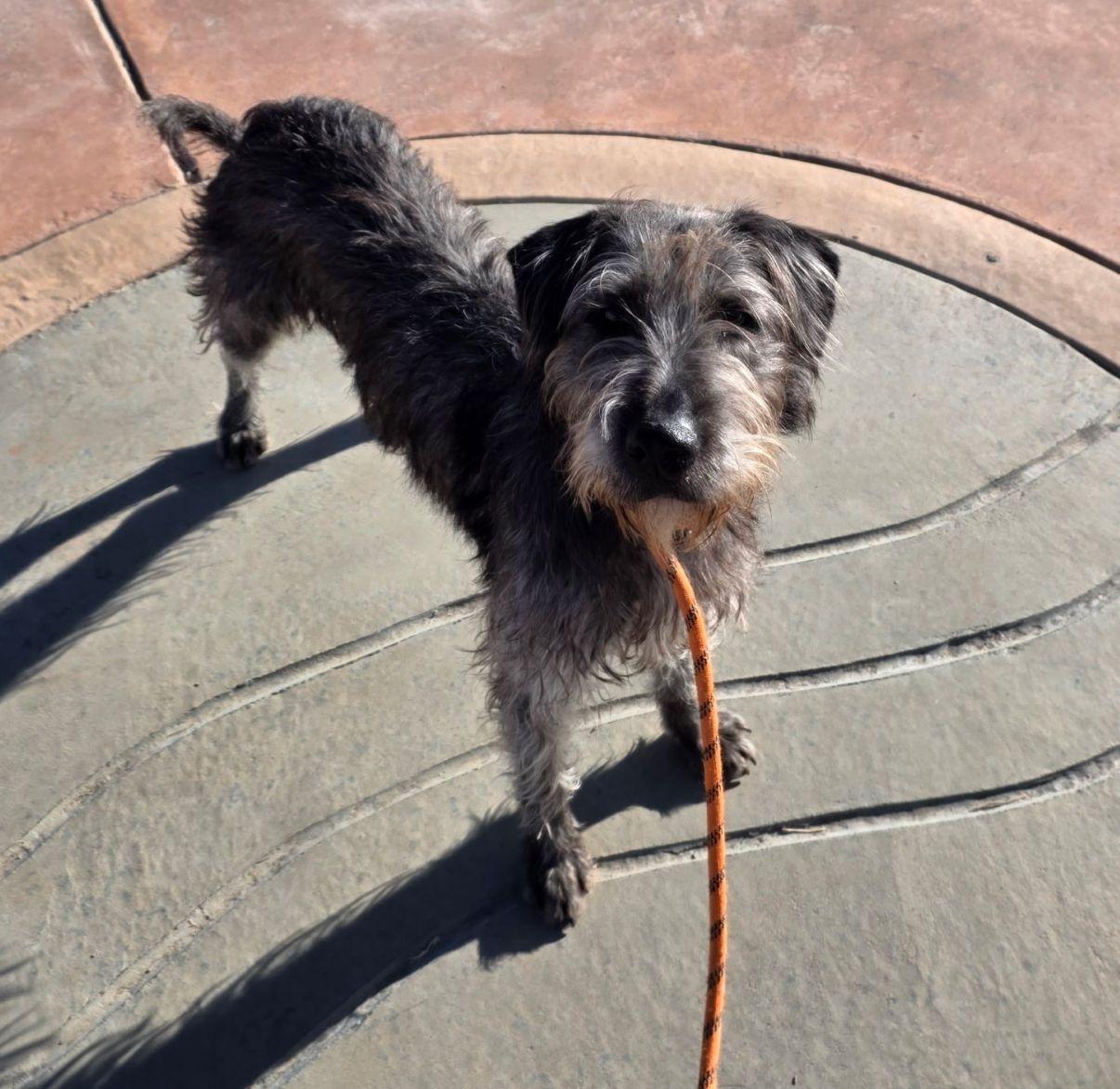 Linda, a Adoptable mixed breed in El Paso, TX image 3/6