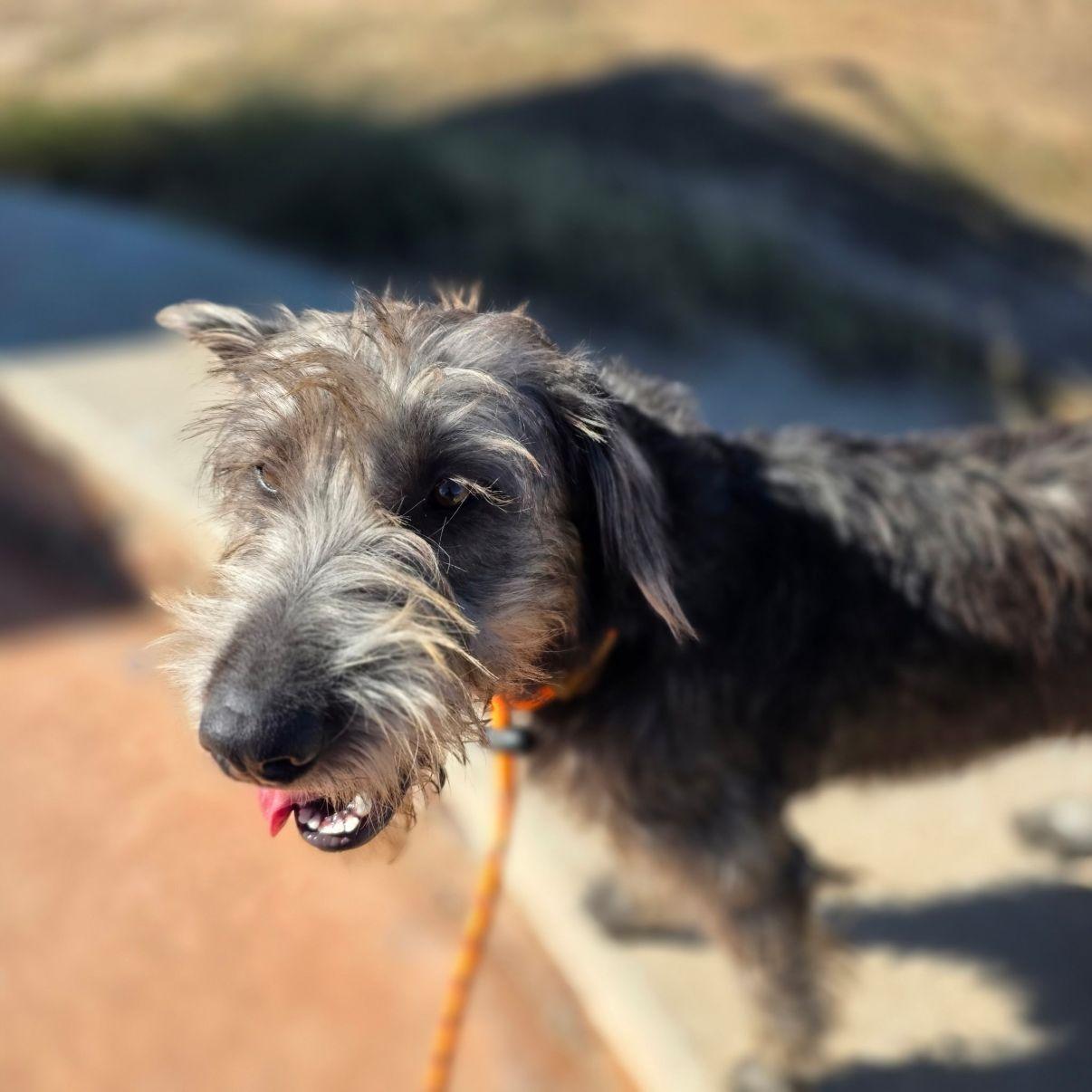 Linda, Adoptable, Young Female Terrier.