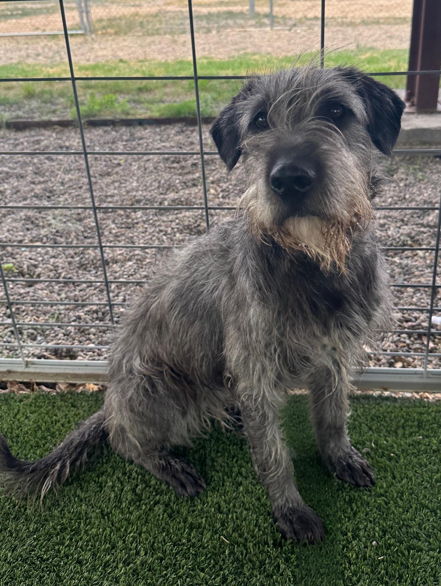 Linda, a Adoptable mixed breed in El Paso, TX image 4/6