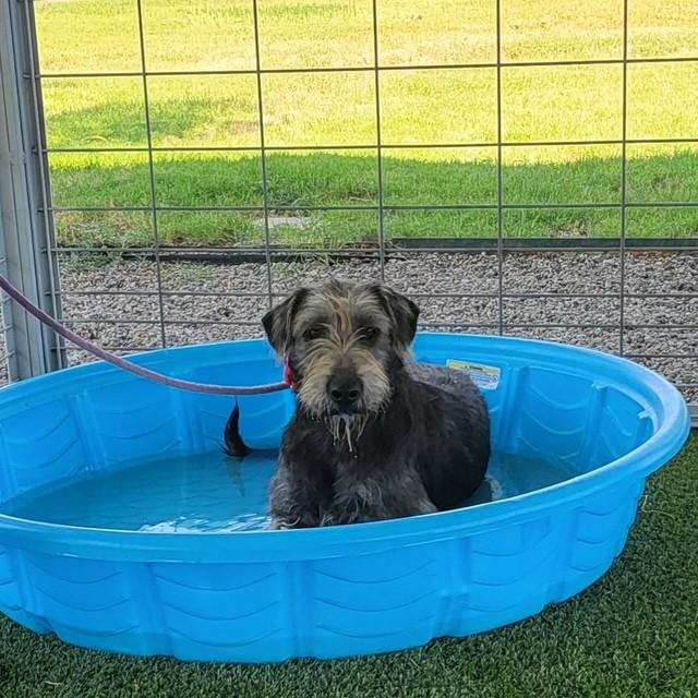 Linda, a Adoptable mixed breed in El Paso, TX image 6/6