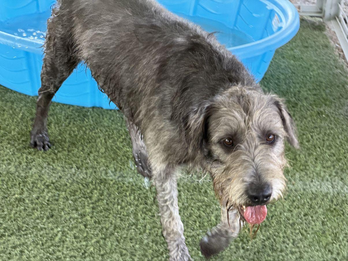 Enlarge Linda, a Adoptable mixed breed in El Paso, TX image 3/6