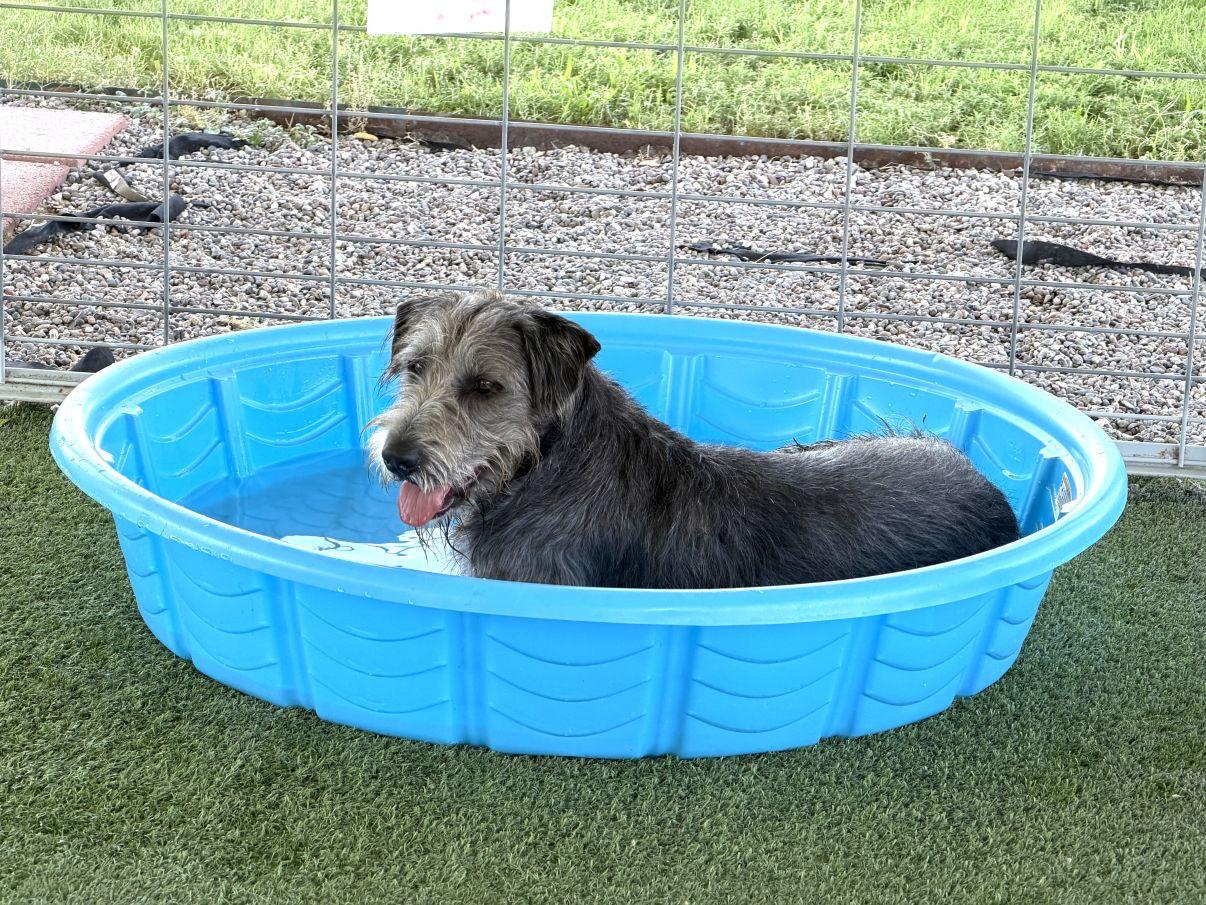 Enlarge Linda, a Adoptable mixed breed in El Paso, TX image 2/6
