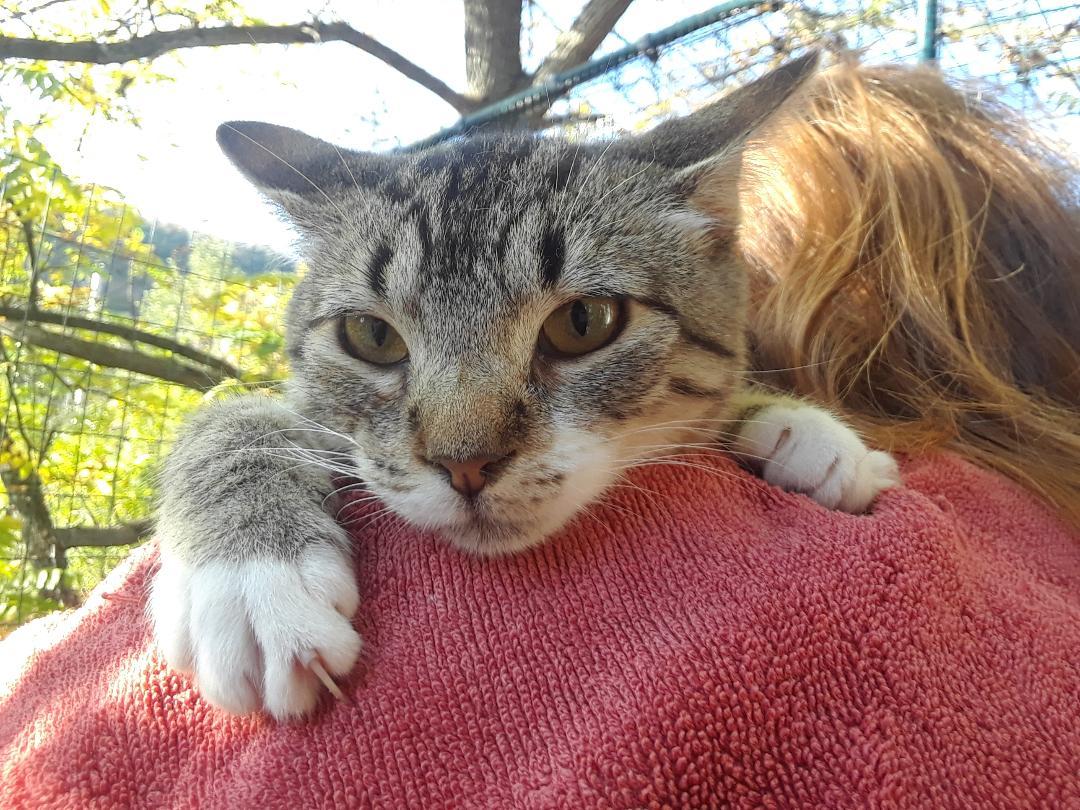 Enlarge Lotus, an adopted Domestic Short Hair in Millerton, PA image 3/6