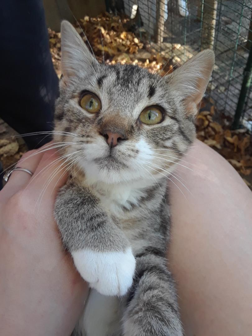 Enlarge Lotus, an adopted Domestic Short Hair in Millerton, PA image 1/6