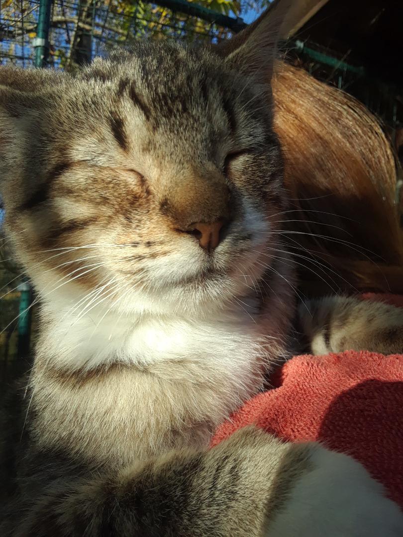 Enlarge Lotus, an adopted Domestic Short Hair in Millerton, PA image 5/6