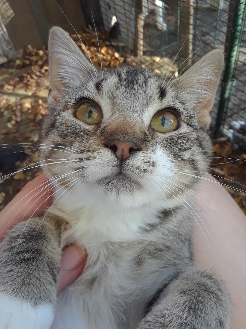 Enlarge Lotus, an adopted Domestic Short Hair in Millerton, PA image 2/6