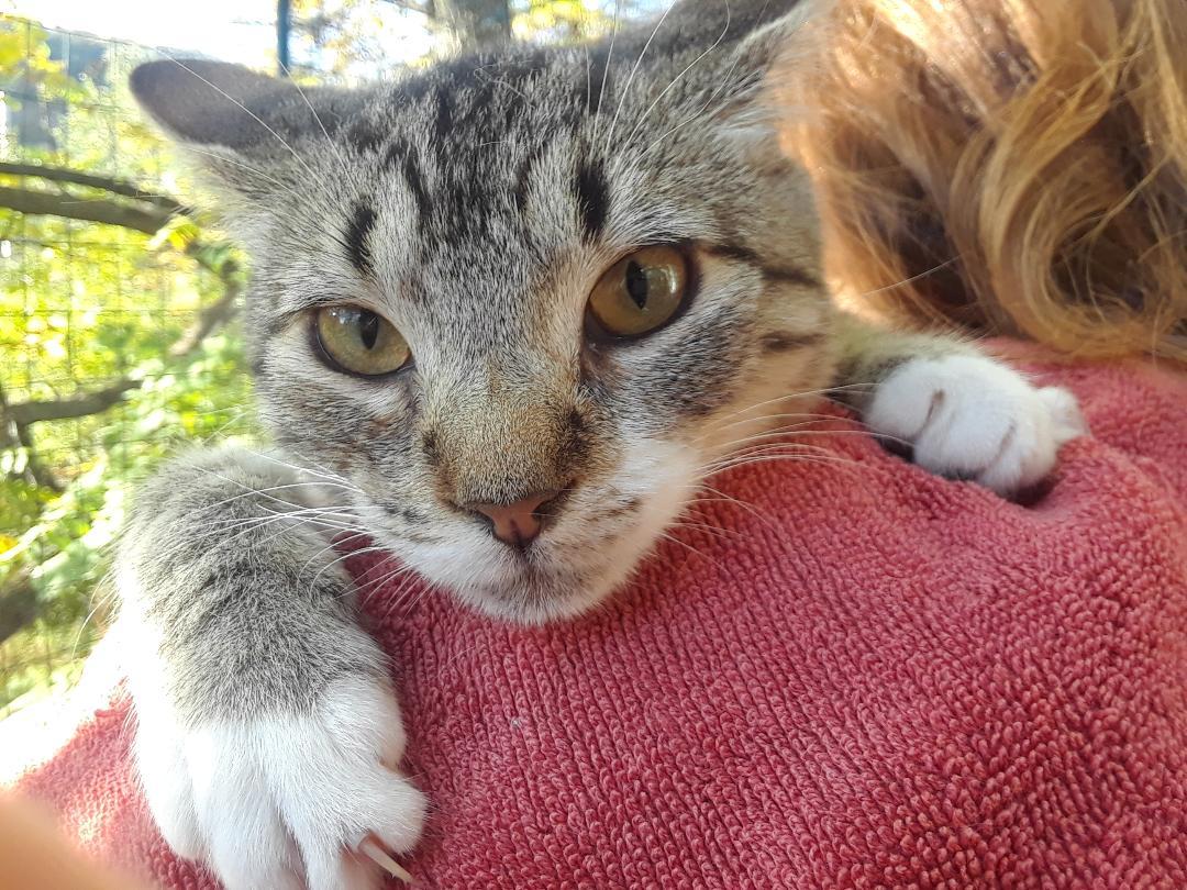 Enlarge Lotus, an adopted Domestic Short Hair in Millerton, PA image 6/6