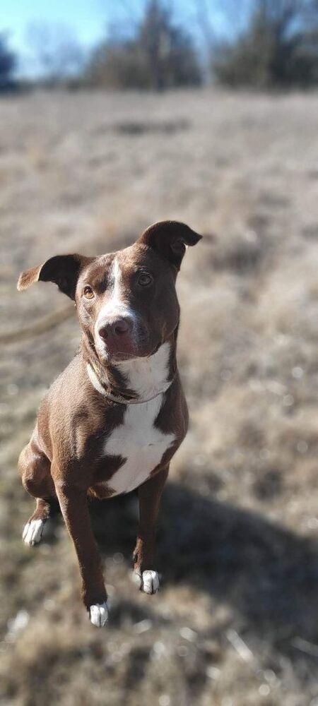 Cora, adopted, Adult Female Pit Bull Terrier.
